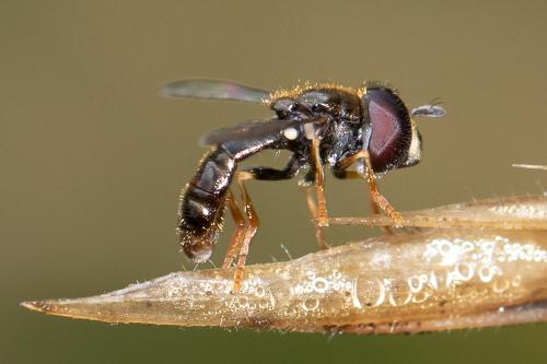Réf. 311 531 : Paragus sp.